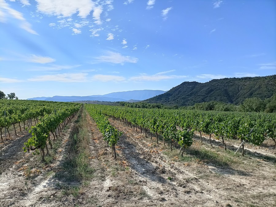 El Vinyer